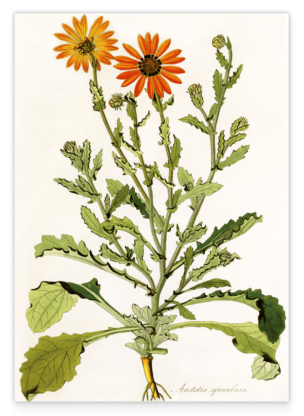 Arctotis Spinulosa - orangene Blüten