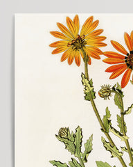 After Hover: Arctotis spinulosa - orange flowers