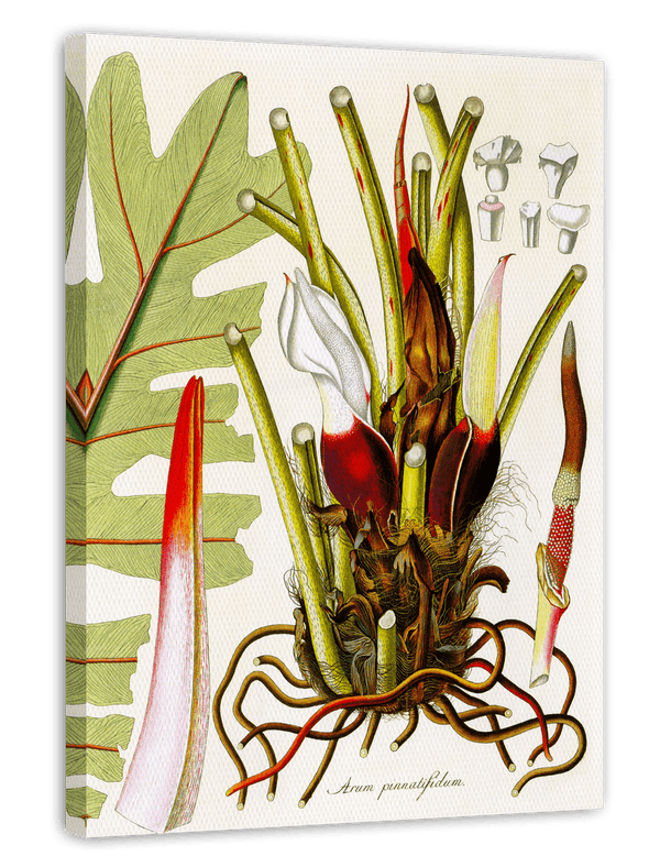 Arum Pinnatifidum - Pflanze mit rot-weißen Blüten