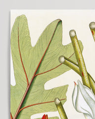After Hover: Arum pinnatifidum - plant with red and white flowers
