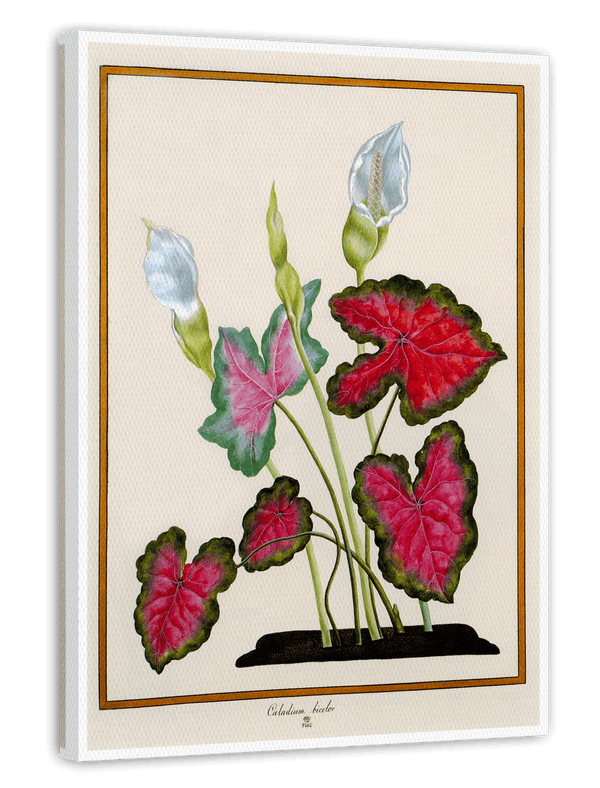 Caladium bicolor - Buntwurz mit roten Blättern