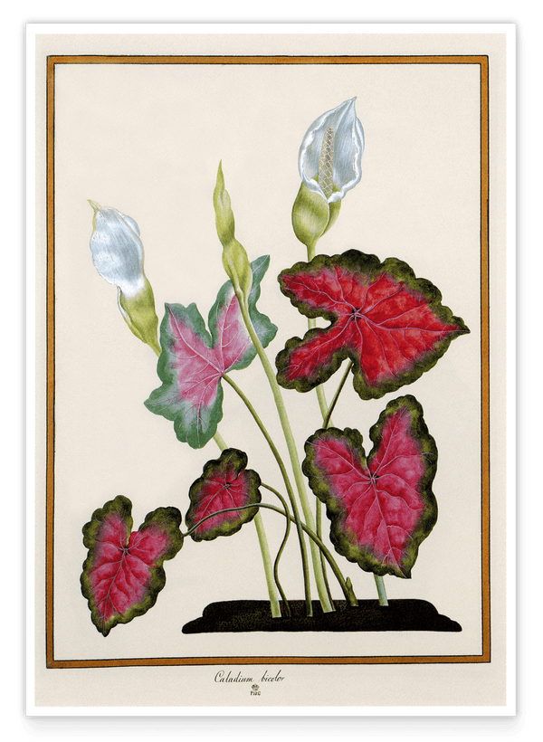 Caladium bicolor - Buntwurz mit roten Blättern