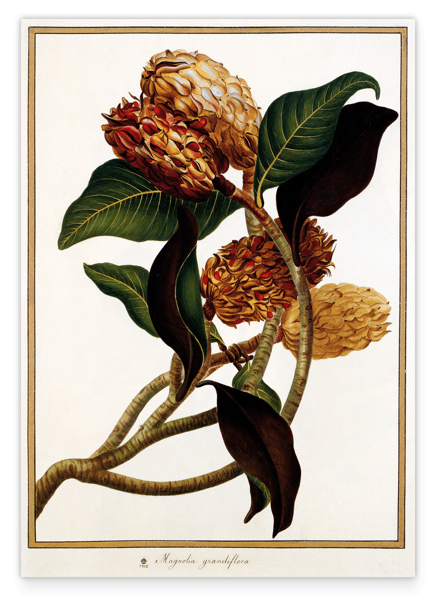 Magnolia Grandiflora - Evergreen Magnolia