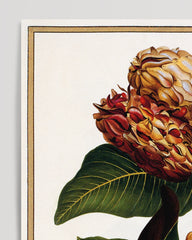 After Hover: Magnolia Grandiflora - Evergreen Magnolia