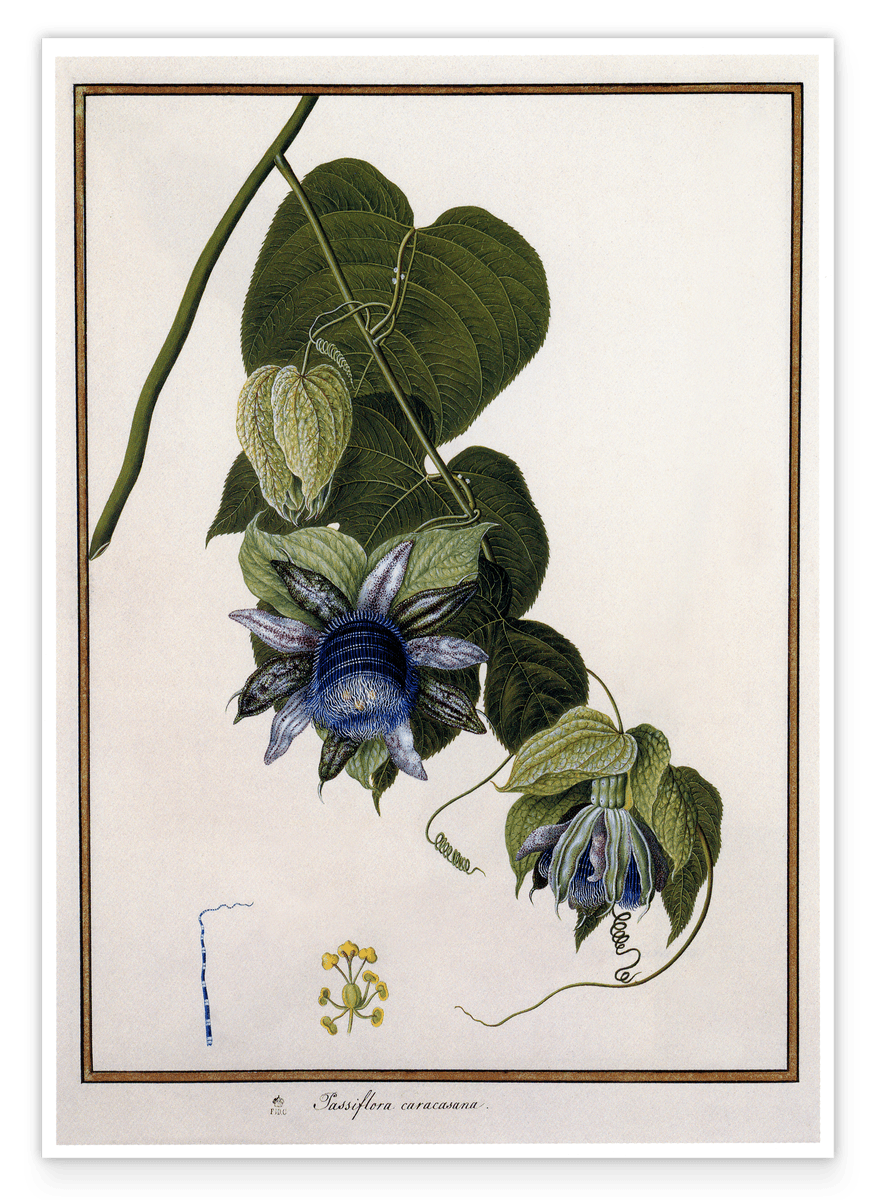 Passiflora Caracasana - Passionsblume