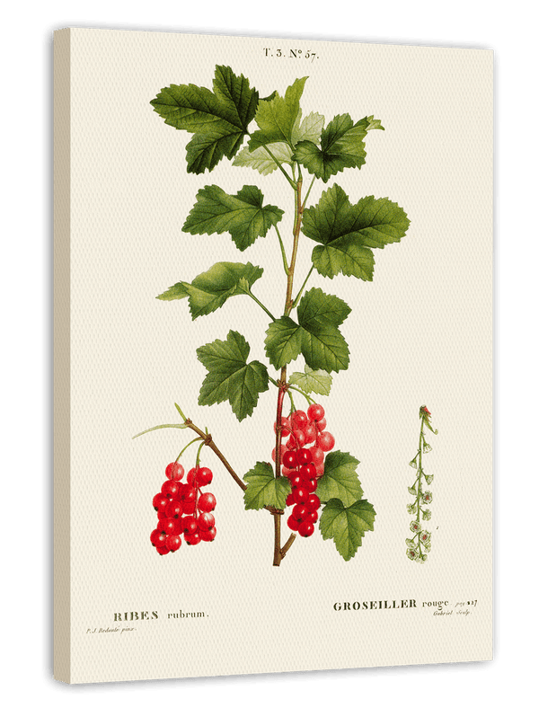 Ribes - Johannisbeer-Zweig