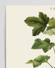 After Hover: Ribes - currant branch