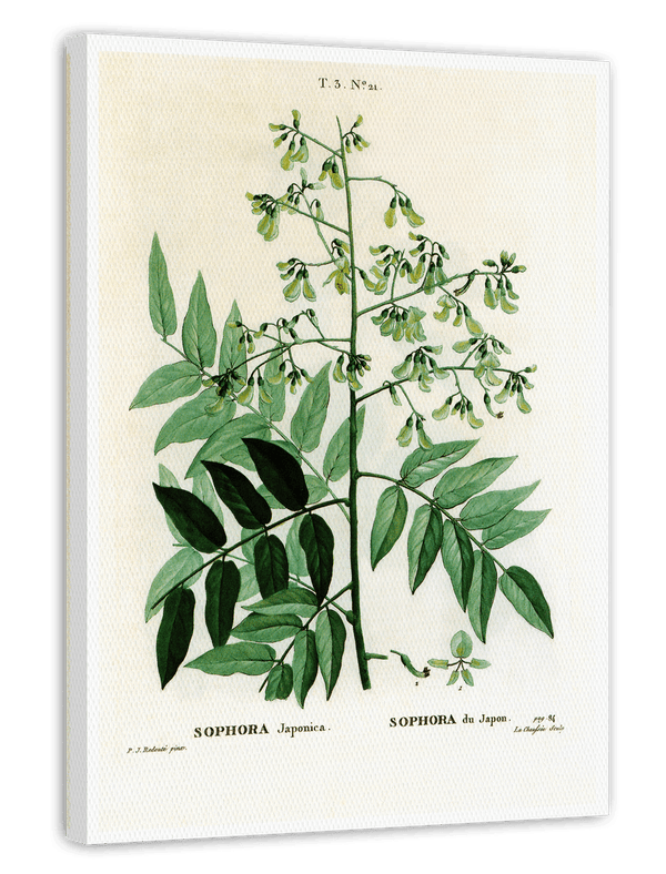 Sophora Japonica - Schnurbaum