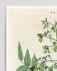 After Hover: Sophora japonica - Japanese pagoda tree