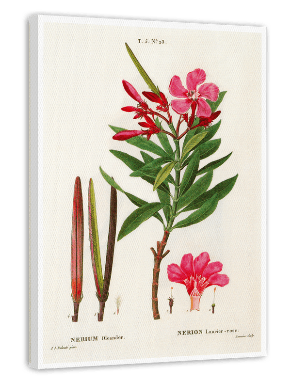 Nerium Oleander - Rosenlorbeer