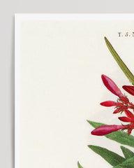 After Hover: Nerium Oleander - Rose Laurel