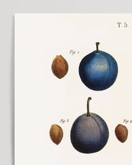 After Hover: Plum varieties
