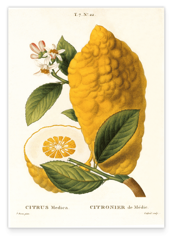 Citrus Medica - Zitrone am Zweig