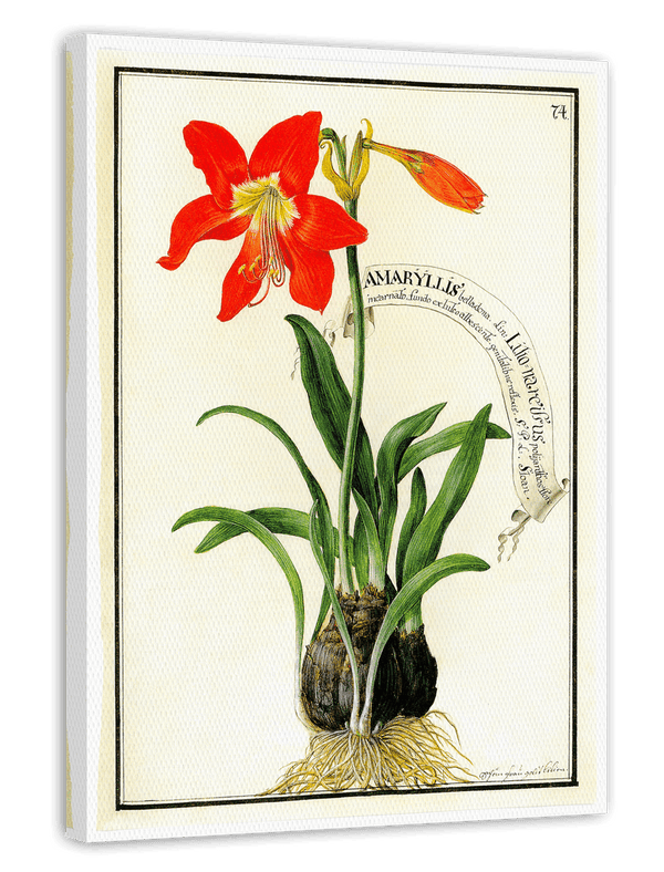 Amaryllis - Rote Belladonnalilie