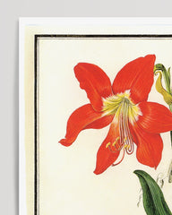 After Hover: Amaryllis - Red Belladonna Lily