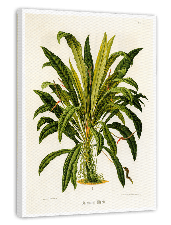 Anthurium Jilekii - Tropenpflanze