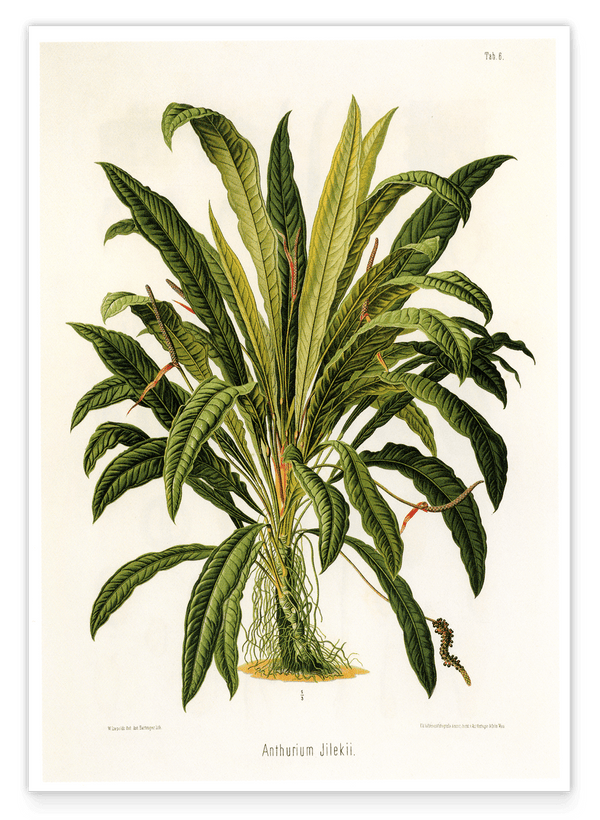 Anthurium Jilekii - Tropenpflanze