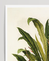After Hover: Anthurium Jilekii - tropical plant