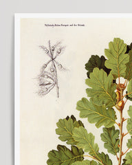 After Hover: Oak branch with leaves and acorns
