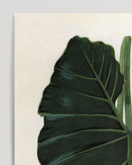 After Hover: Leaf of a tropical plant