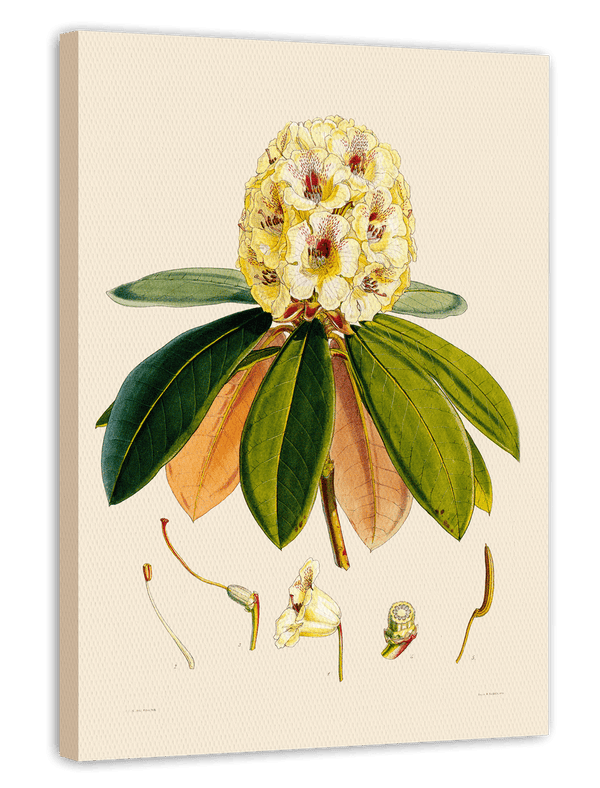 Weißer Rhododendron