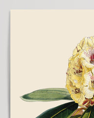 After Hover: White Rhododendron