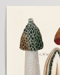 After Hover: Mushroom study: Reticulated Bolete and Common Stinkhorn