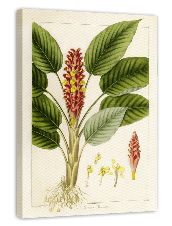 Curcuma roscoeana - Kurkuma-Pflanze