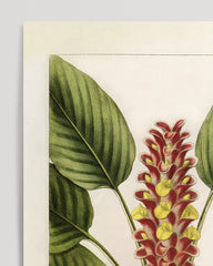 After Hover: Curcuma roscoeana - turmeric plant