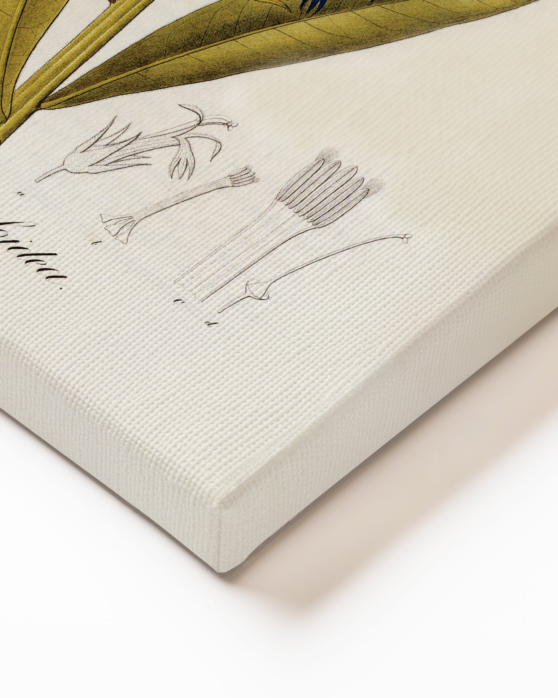 stretched-canvas