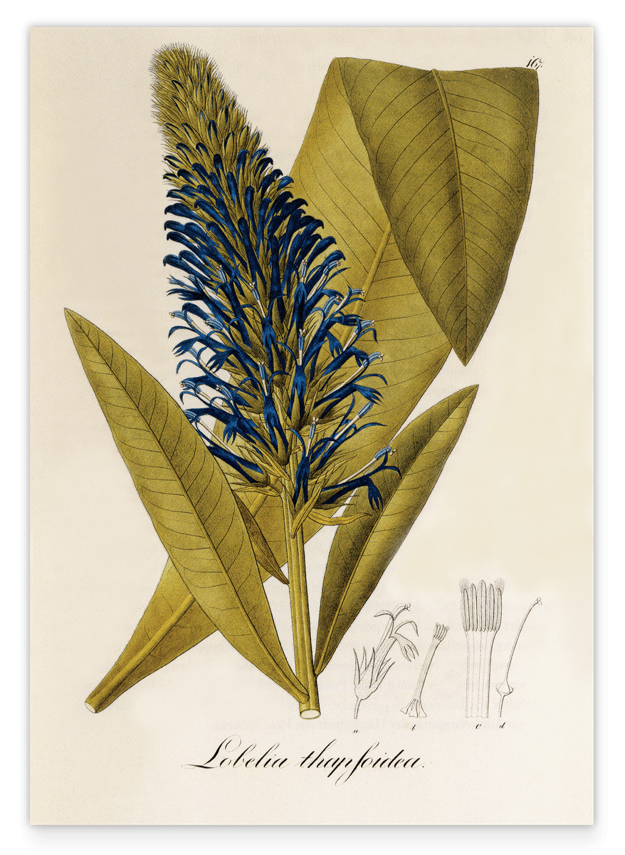 Lobelia thapsoidea - faithful to men