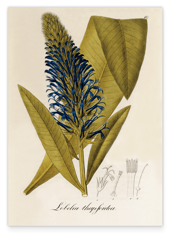 Lobelia thapsoidea - Männertreu