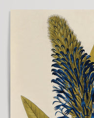 After Hover: Lobelia thapsoidea - faithful to men