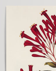 After Hover: Ferdinandusa speciosa - reddish plant