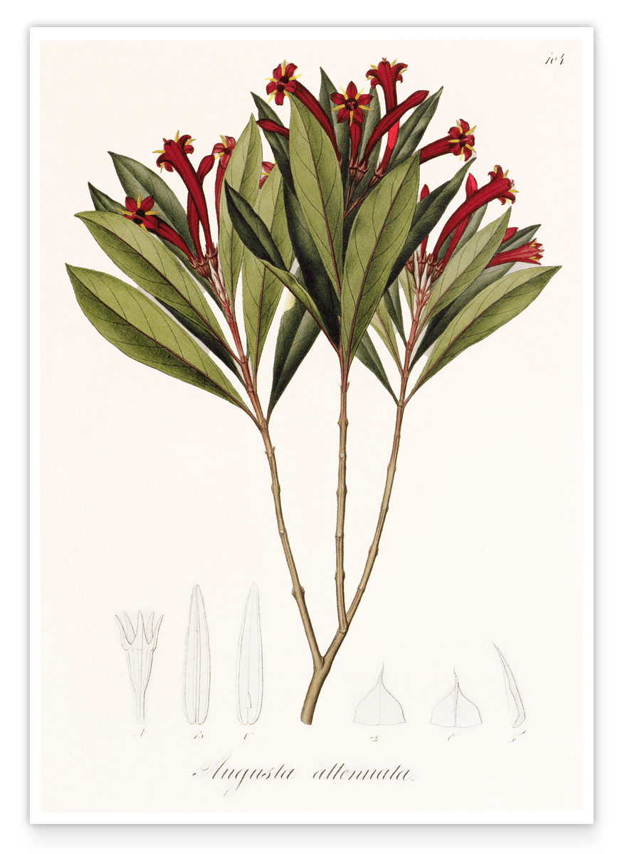 Augusta Attenuata - Plant with red flowers