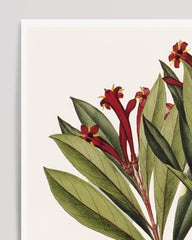 After Hover: Augusta Attenuata - Plant with red flowers