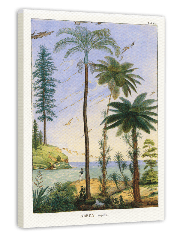 Areca Sapida - Tropische Landschaft