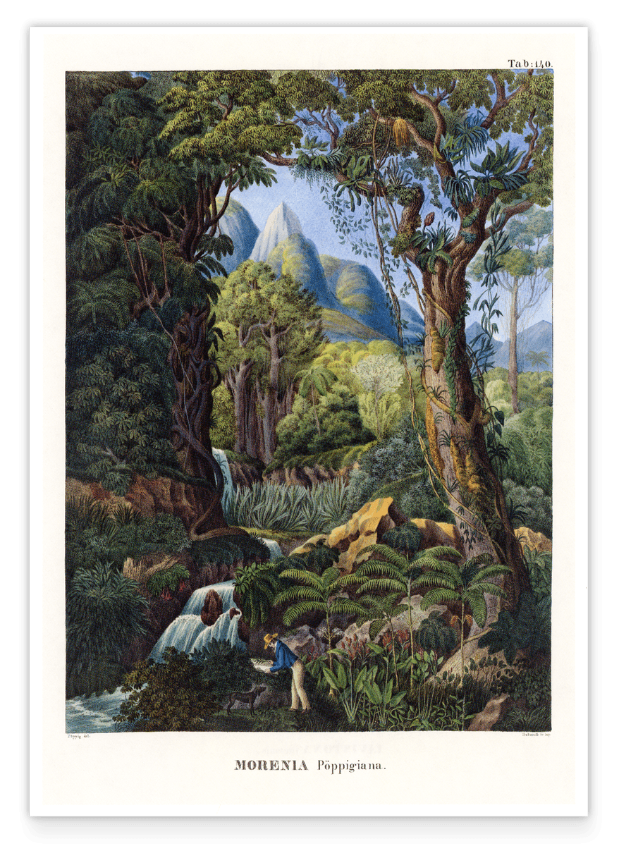 Morenia - Fruchtbare Landschaft