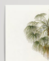 After Hover: Livistona - Australian landscape with palm trees