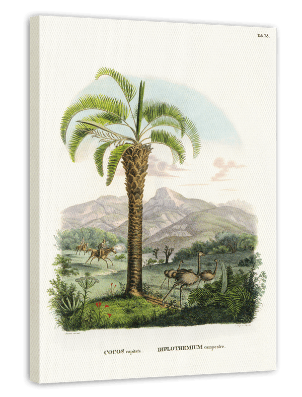 Cocos capitata - Tropische Landschaft