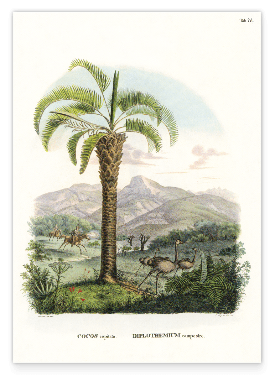 Cocos capitata - Tropische Landschaft