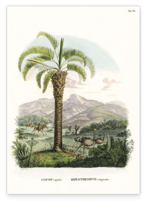 Cocos capitata - Tropische Landschaft