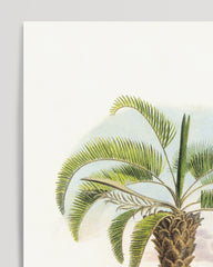 After Hover: Cocos capitata - Tropical landscape