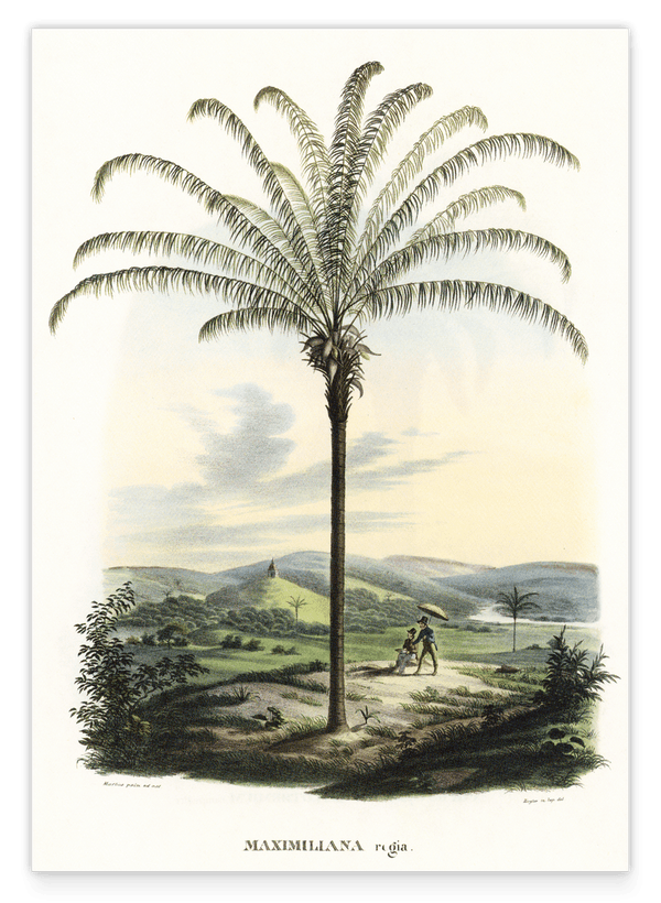 Maximiliana regia - Palme