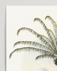 After Hover: Maximiliana regia - Palm tree