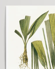 After Hover: Palm leaves - An analysis