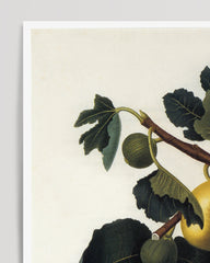 After Hover: Figs on the branch