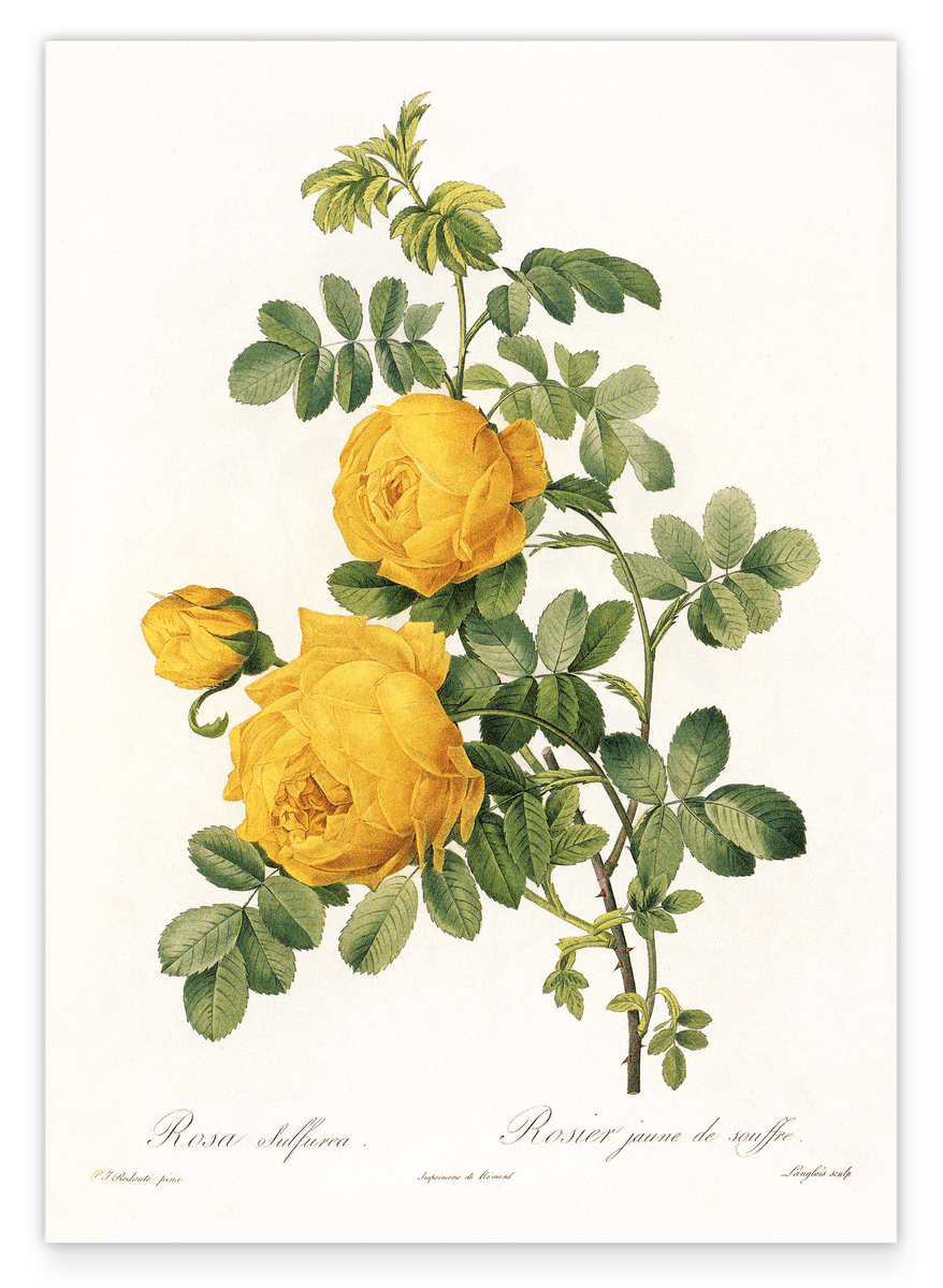 Rose bush with yellow flowers