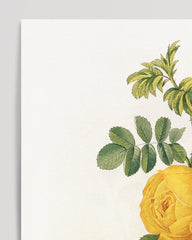 After Hover: Rose bush with yellow flowers