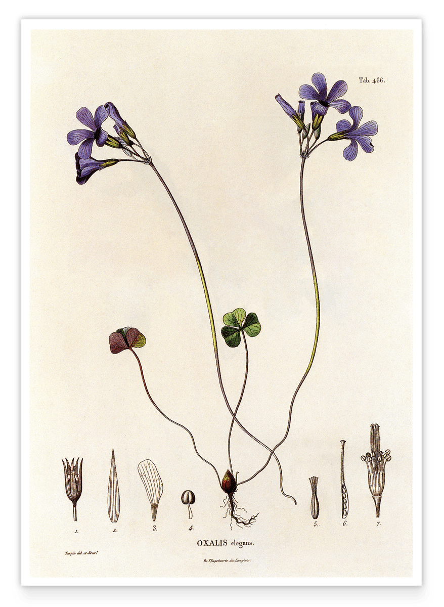 Oxalis Elegans - Bergpalme